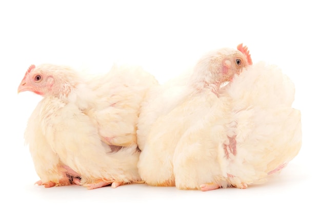 Kurczak w białym sosie – smak, który pokochasz